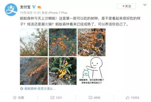 螞蟻森林新樹種沙棘兩天領(lǐng)光！沙棘的功能已經(jīng)被大眾所接受！
